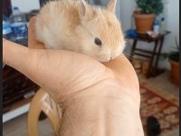 Cüce Tavşan (nedherland dwarf)