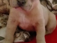French bulldog 45 günlük yavru