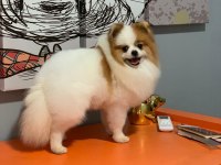 Pomeranian boo