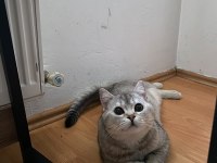 Kedim Duman için yuva arıyorum