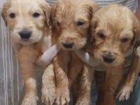 Safkan golden retriever yavrularımız mevcut