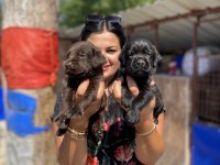 Çikolata Labrador yavrularım