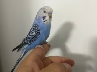 Full evcil muhabbet kuşu