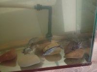 Akvaryum ve odun pegasus
