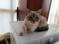 Acil ücretsiz kedimiz