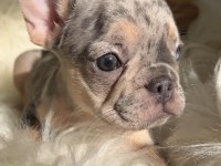 Exotic renk french bulldog köpekler