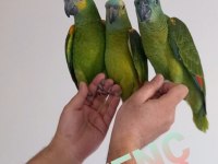 Baby Blue Front Amazon Papağanlar