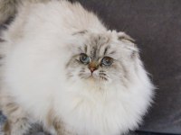 1 YAŞINDA SIFIR KULAK SCOTTISH FOLD KIZIMIZ