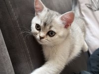 British shorthair kızımız