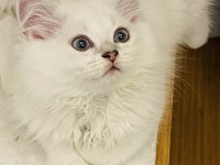 British longhair yavru kediler