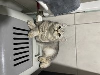Minik Leydi sevgi arsızı kedimiz