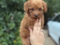 Erkek Teacup Poodle