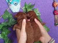 Ev Doğumu Şecereli Toy Poodle Yavrular