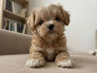 TEACUP MALTIPOO YAVRULARIMIZ