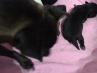 Chihuahua Yavrularımız