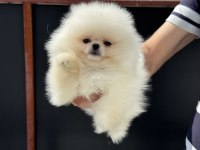 Ankranın en elit tea cup pomeranian yavruları