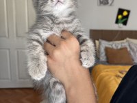 British shorthair 1 eylül doğumlu