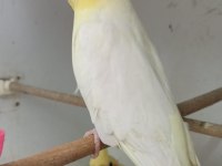 Lotino sultan papağanı