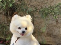 13 aylık pomeranian boo