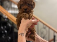 Oyuncu Ve Akıllı Toy Poodle Yavruları