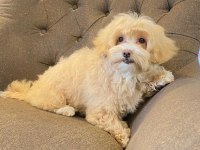 Mutlu Maltipoo Patiler Sizleri Bekliyor Detay İçin Arayın