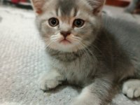 Golden Blue Ay 25 British Shorthair