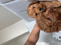Toy poodle köpeğimiz