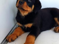 Safkan macar rottweiler