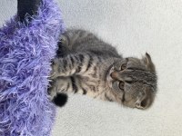 2.5 aylık scottish fold