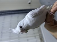 Yavru alınmış albino white face çift sultan papağanı