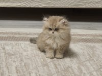 3 Aylık British Longhair Şecereli Safkan