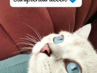 8 Aylık anne baba şecereli british shorthair