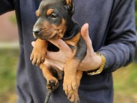 DOBERMAN BEBEKLERİ
