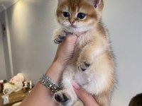 Golden british shorthair ay12 ve ny12 yavrular