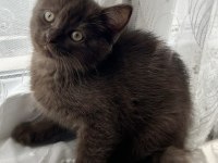 Safkan scottish fold yavru