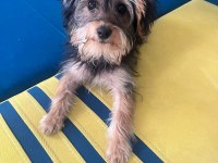 4 aylık büyümeyen cins yavru terrier