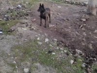 Ücretsiz yuva aranıyor belçika kurdumuza