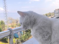 British shorthair beyaz 1 yaşında
