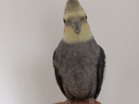 10-12 aylık erkek sultan papağanı