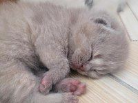 Scottish fold bebekler ilanda