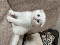 Boncuk gözlü bebek kedilerim