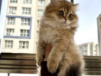 Golden British Longhair