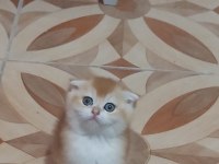 Fold Golden scottish fold yavru