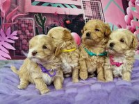 MALTİPOO SEVİMLİ YAVRULARIMIZ