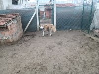 Safkan Sibirya Kurdu Husky