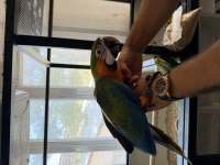 Resmi belgeli yavru catalina hibrit macaw papağanı
