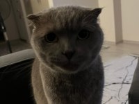 Kısır 4 yaşında erkek kedimiz