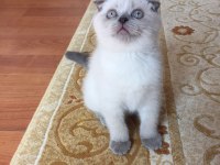 Çok acil 2 Aylık yavrum Blue Point Kırık Kulak scottish fold