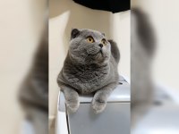 EV KEDİSİ SCOTTİSH FOLD