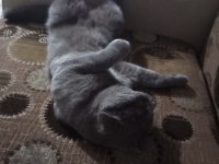 Baskın yetişkin erkek scottish fold